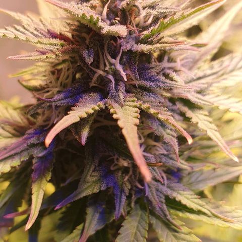 Think Big growlog timeline photo