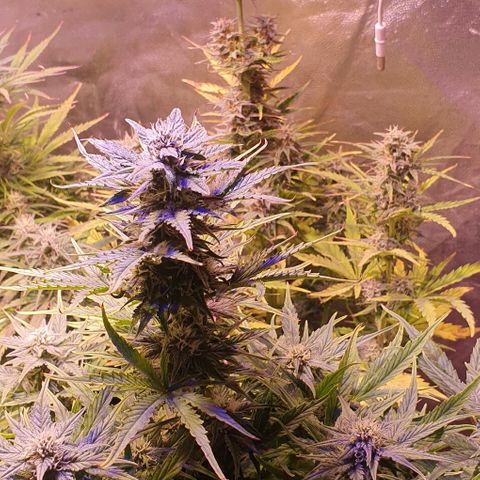 Think Big growlog timeline photo