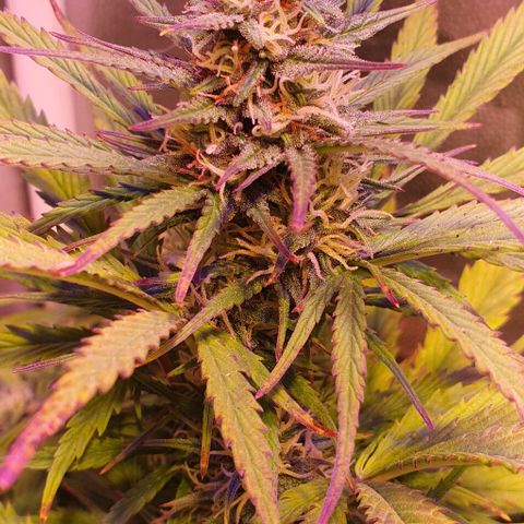 Think Big growlog timeline photo