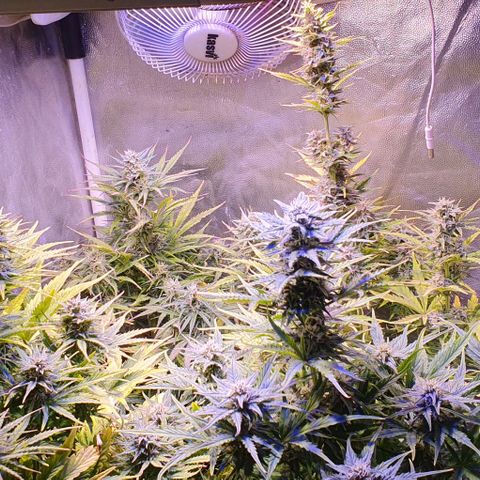 Think Big growlog timeline photo