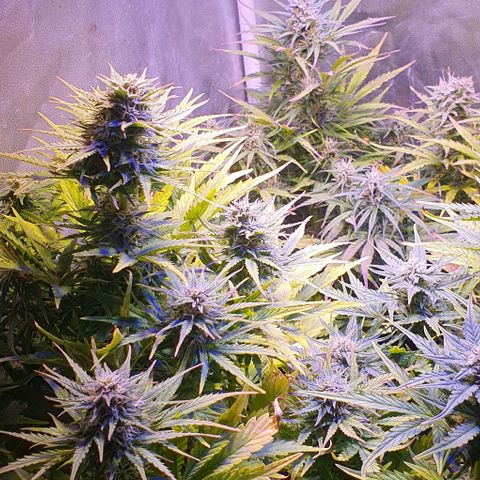 Think Big growlog timeline photo