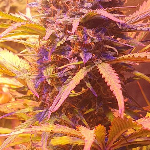 Think Big growlog timeline photo