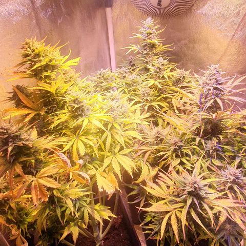 Think Big growlog timeline photo