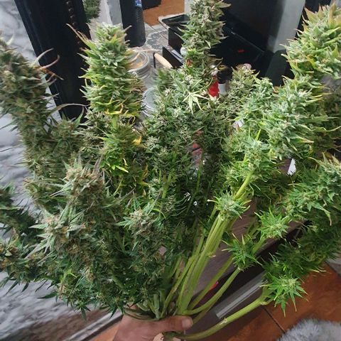 Think Big growlog timeline photo