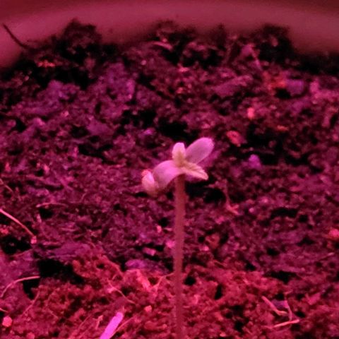 Auto MK-Ultra Kush growlog timeline photo