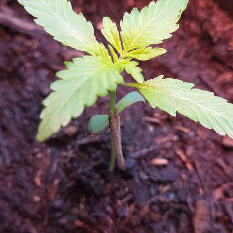 Auto MK-Ultra Kush growlog timeline photo