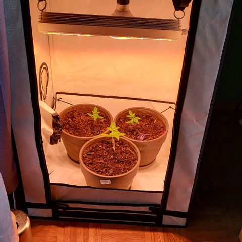 Auto MK-Ultra Kush growlog timeline photo