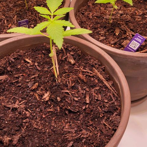 Auto MK-Ultra Kush growlog timeline photo