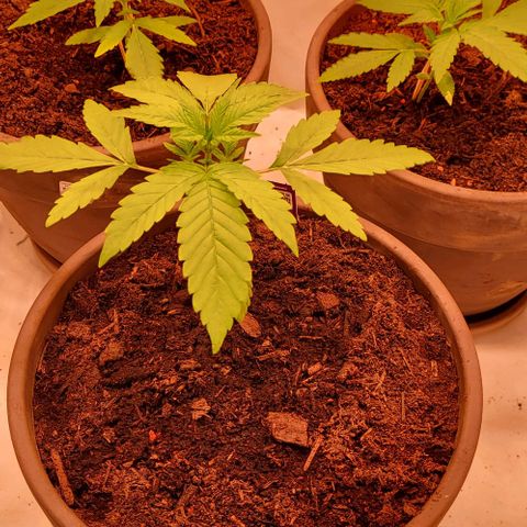Auto MK-Ultra Kush growlog timeline photo