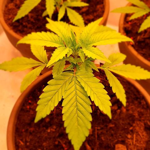 Auto MK-Ultra Kush growlog timeline photo