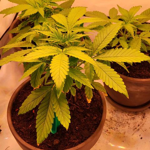 Auto MK-Ultra Kush growlog timeline photo