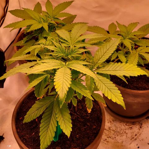 Auto MK-Ultra Kush growlog timeline photo