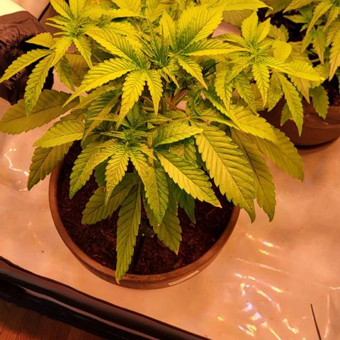 Auto MK-Ultra Kush growlog timeline photo