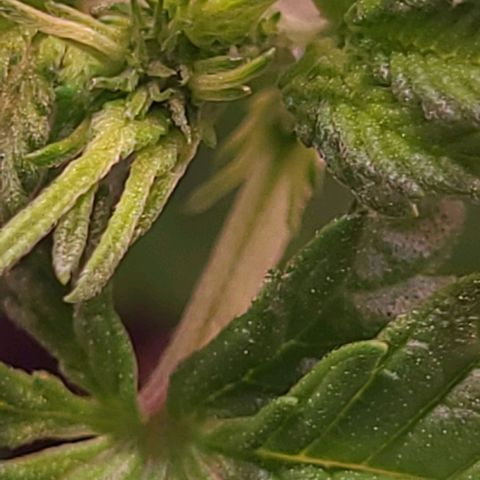 Auto MK-Ultra Kush growlog timeline photo