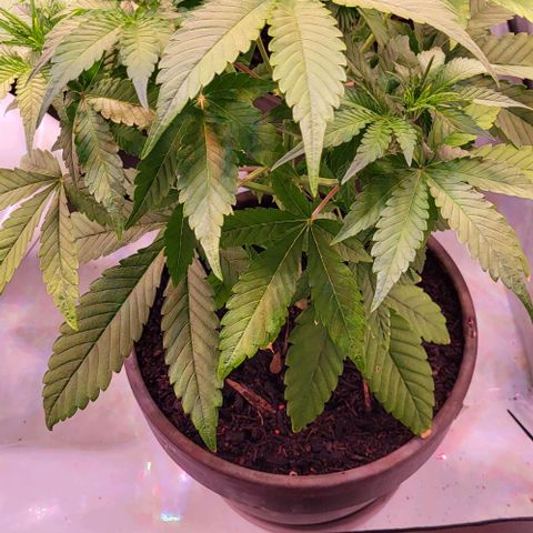 Auto MK-Ultra Kush growlog timeline photo