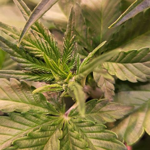Auto MK-Ultra Kush growlog timeline photo
