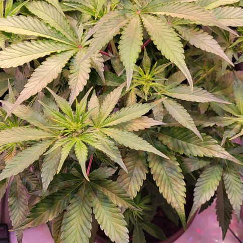 Auto MK-Ultra Kush growlog timeline photo