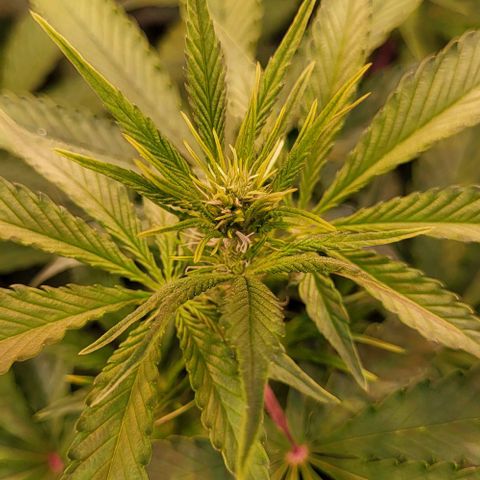 Auto MK-Ultra Kush growlog timeline photo