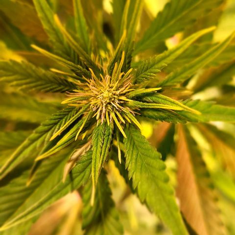 Auto MK-Ultra Kush growlog timeline photo