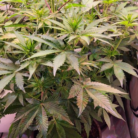 Auto MK-Ultra Kush growlog timeline photo