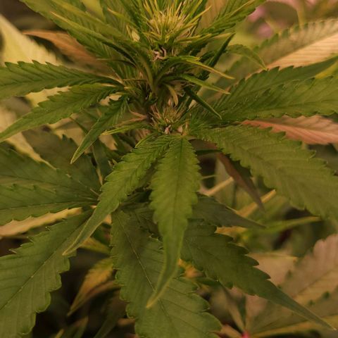 Auto MK-Ultra Kush growlog timeline photo