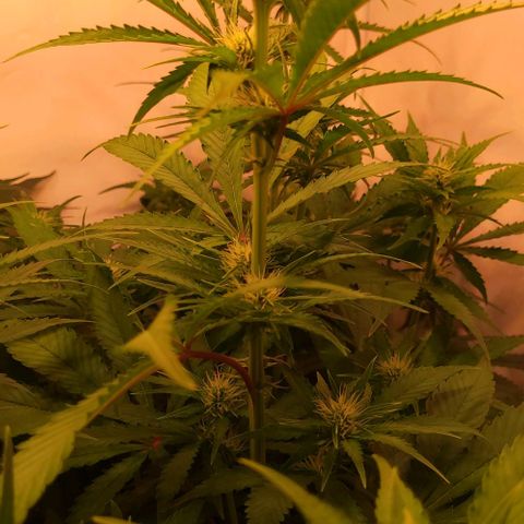 Auto MK-Ultra Kush growlog timeline photo