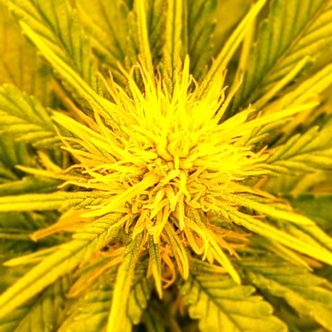 Auto MK-Ultra Kush growlog timeline photo