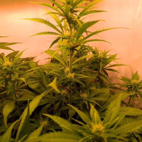 Auto MK-Ultra Kush growlog timeline photo