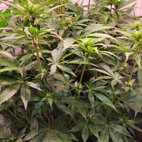 Auto MK-Ultra Kush growlog timeline photo