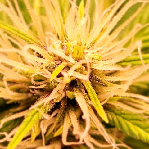 Auto MK-Ultra Kush growlog timeline photo