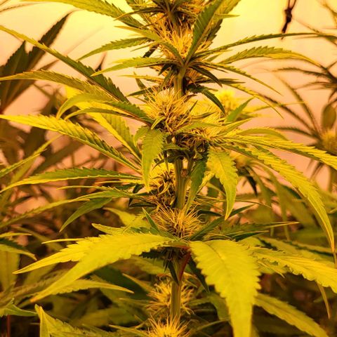 Auto MK-Ultra Kush growlog timeline photo