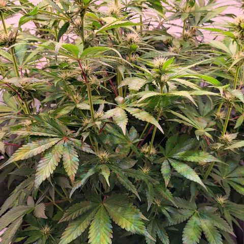 Auto MK-Ultra Kush growlog timeline photo
