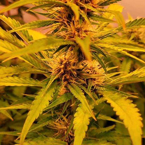 Auto MK-Ultra Kush growlog timeline photo