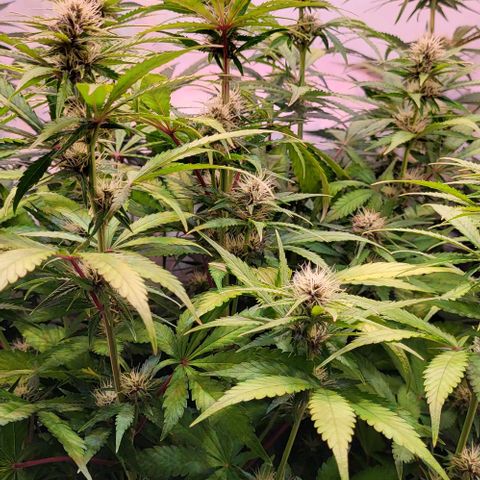 Auto MK-Ultra Kush growlog timeline photo