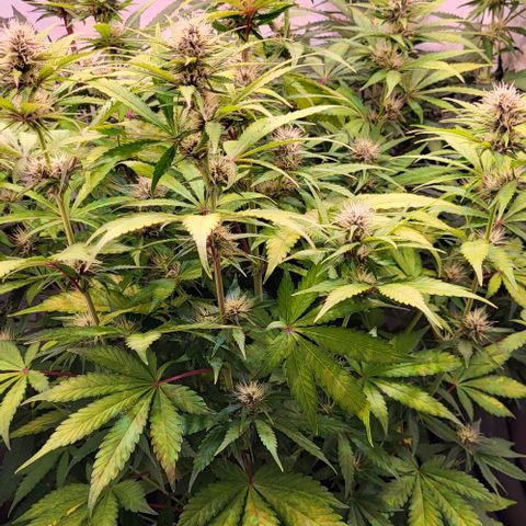 Auto MK-Ultra Kush growlog timeline photo