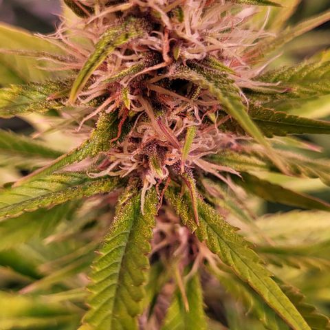 Auto MK-Ultra Kush growlog timeline photo