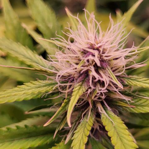 Auto MK-Ultra Kush growlog timeline photo