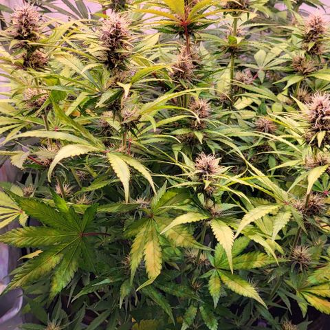 Auto MK-Ultra Kush growlog timeline photo
