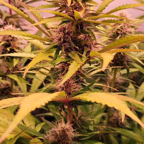 Auto MK-Ultra Kush growlog timeline photo