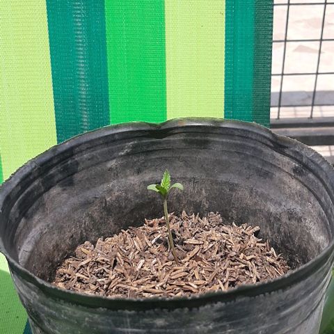  AmHz-2022-Spirit-S1-22THC-bellota growlog timeline photo