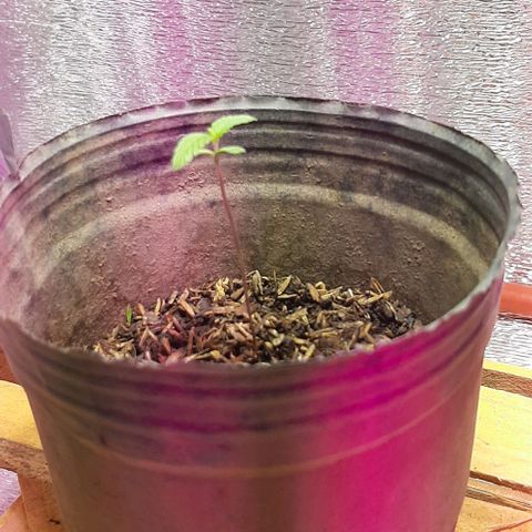  AmHz-2022-Spirit-S1-22THC-bellota growlog timeline photo