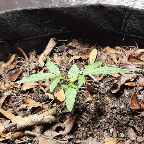  AmHz-2022-Spirit-S1-22THC-bellota growlog timeline photo