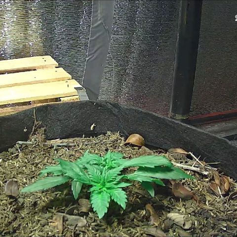  AmHz-2022-Spirit-S1-22THC-bellota growlog timeline photo