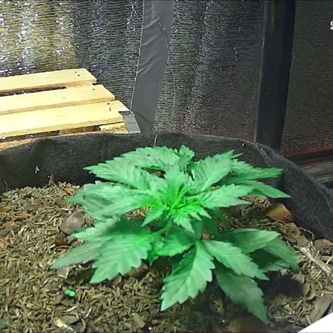  AmHz-2022-Spirit-S1-22THC-bellota growlog timeline photo