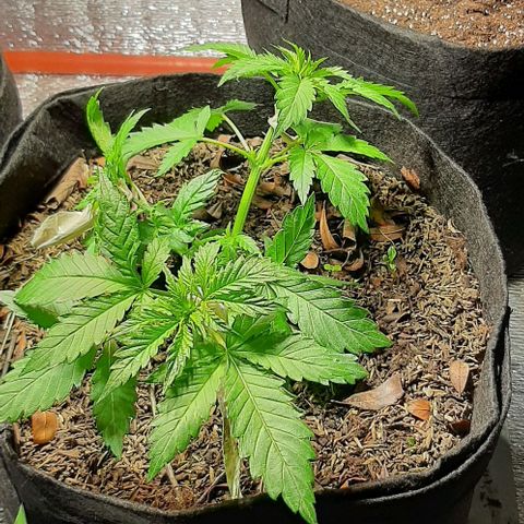  AmHz-2022-Spirit-S1-22THC-bellota growlog photo: Amaestrando 