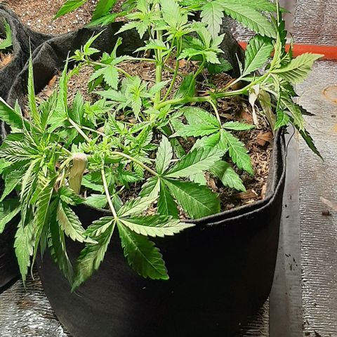 AmHz-2022-Spirit-S1-22THC-bellota growlog timeline photo