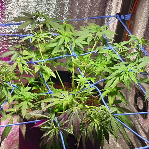  AmHz-2022-Spirit-S1-22THC-bellota growlog timeline photo