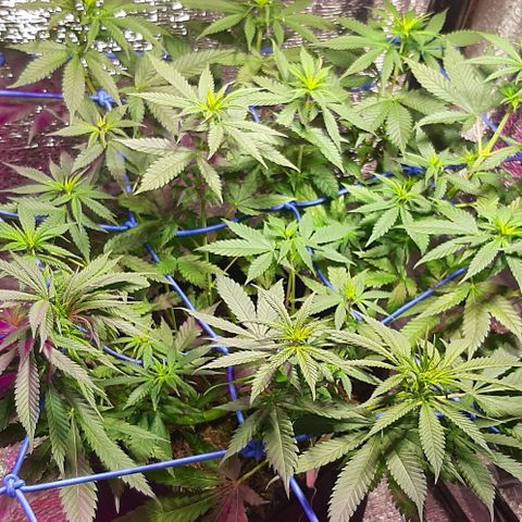  AmHz-2022-Spirit-S1-22THC-bellota growlog timeline photo