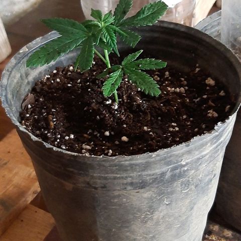 AmHz-2022-Spirit-CloneF1-bellota01 growlog timeline photo