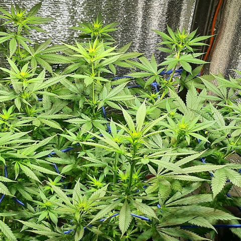  AmHz-2022-Spirit-S1-22THC-bellota growlog timeline photo